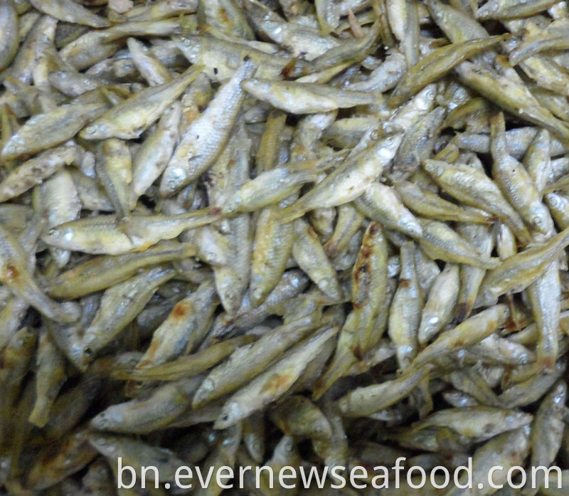 রোস্ট সিউডোরসবোর পরভা